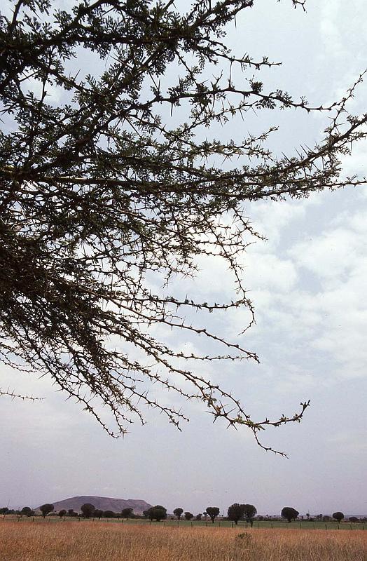 WT 1400 193-05 Kenya.jpg